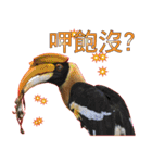 Bird language（個別スタンプ：18）