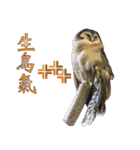 Bird language（個別スタンプ：19）