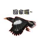 Bird language（個別スタンプ：21）