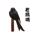 Bird language（個別スタンプ：23）