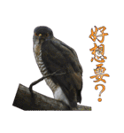 Bird language（個別スタンプ：27）