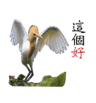 Bird language（個別スタンプ：29）