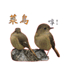 Bird language（個別スタンプ：34）