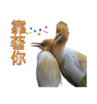 Bird language（個別スタンプ：38）