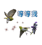 Bird language（個別スタンプ：40）