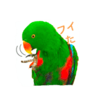 ピカちゃんはオオハナインコ（個別スタンプ：1）