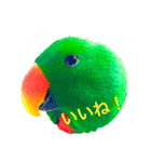ピカちゃんはオオハナインコ（個別スタンプ：3）