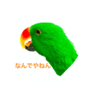 ピカちゃんはオオハナインコ（個別スタンプ：5）