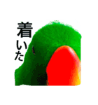 ピカちゃんはオオハナインコ（個別スタンプ：8）
