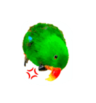 ピカちゃんはオオハナインコ（個別スタンプ：12）