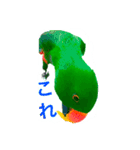 ピカちゃんはオオハナインコ（個別スタンプ：13）