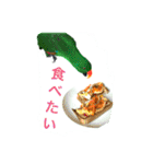 ピカちゃんはオオハナインコ（個別スタンプ：15）