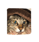 お家ねこ（個別スタンプ：4）