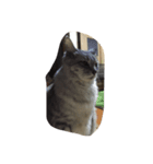 お家ねこ（個別スタンプ：5）