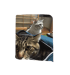 お家ねこ（個別スタンプ：6）