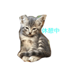 ヨーキーとマルチーズ と猫（個別スタンプ：4）