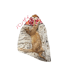 ヨーキーとマルチーズ と猫（個別スタンプ：5）