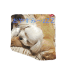 ヨーキーとマルチーズ と猫（個別スタンプ：6）