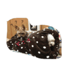 ヨーキーとマルチーズ と猫（個別スタンプ：9）