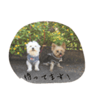 ヨーキーとマルチーズ と猫（個別スタンプ：14）