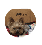 ヨーキーとマルチーズ と猫（個別スタンプ：18）
