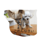 ヨーキーとマルチーズ と猫（個別スタンプ：19）