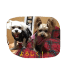 ヨーキーとマルチーズ と猫（個別スタンプ：24）