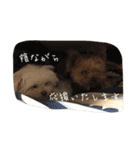 ヨーキーとマルチーズ と猫（個別スタンプ：29）