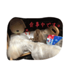 ヨーキーとマルチーズ と猫（個別スタンプ：33）