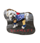 ヨーキーとマルチーズ と猫（個別スタンプ：35）
