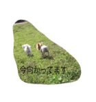 ヨーキーとマルチーズ と猫（個別スタンプ：38）