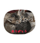 ヨーキーとマルチーズ と猫（個別スタンプ：40）