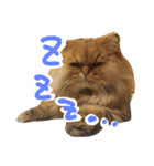 しなじんスタンプ（個別スタンプ：5）