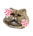 しなじんスタンプ（個別スタンプ：6）