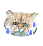 しなじんスタンプ（個別スタンプ：17）