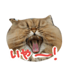 しなじんスタンプ（個別スタンプ：19）