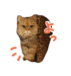 しなじんスタンプ（個別スタンプ：29）