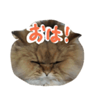 しなじんスタンプ（個別スタンプ：35）