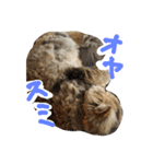 しなじんスタンプ（個別スタンプ：37）
