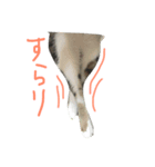 みすけキャット（個別スタンプ：1）