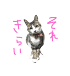 みすけキャット（個別スタンプ：3）