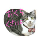 みすけキャット（個別スタンプ：4）