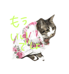 みすけキャット（個別スタンプ：5）