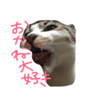 みすけキャット（個別スタンプ：6）