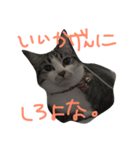みすけキャット（個別スタンプ：7）