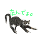みすけキャット（個別スタンプ：8）