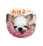 もなベキ姉妹。withアイルくん（個別スタンプ：1）