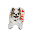 もなベキ姉妹。withアイルくん（個別スタンプ：2）