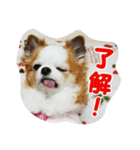 もなベキ姉妹。withアイルくん（個別スタンプ：3）