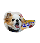 もなベキ姉妹。withアイルくん（個別スタンプ：6）